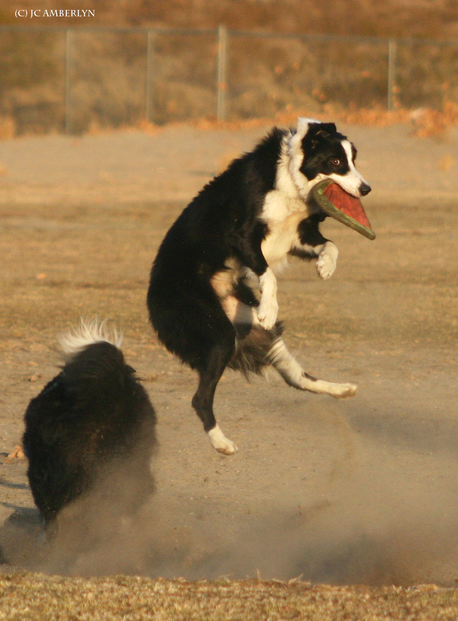 Border Collies