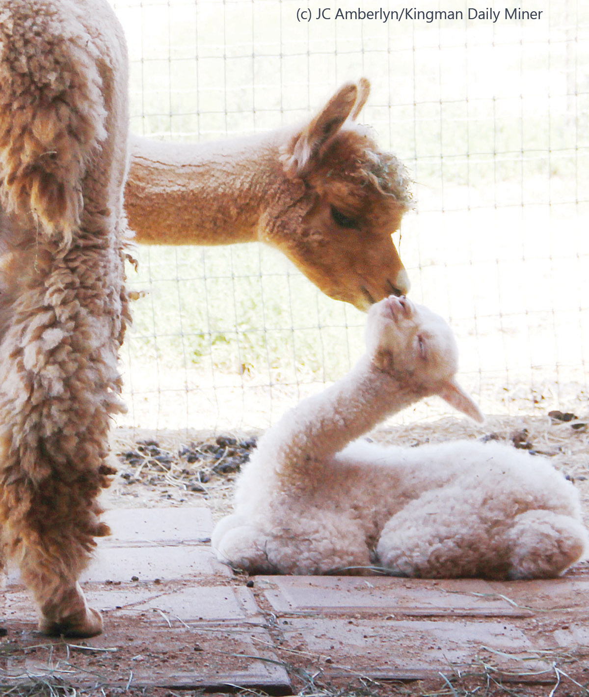 Alpacas