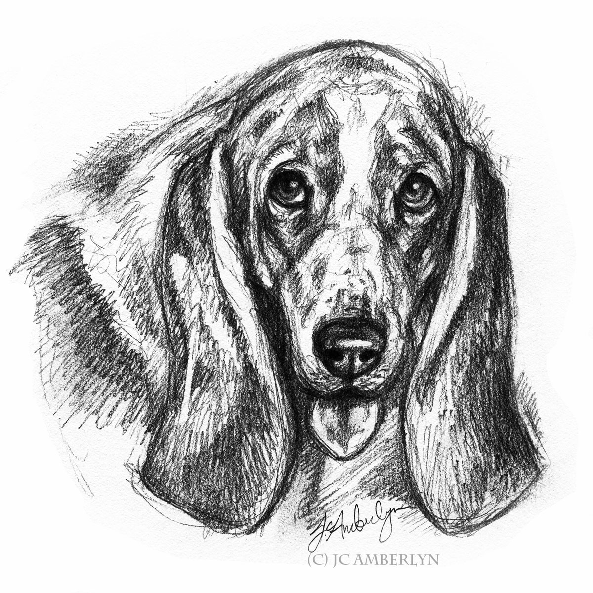 Basset Hound