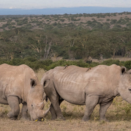 Solio Lodge in Kenya