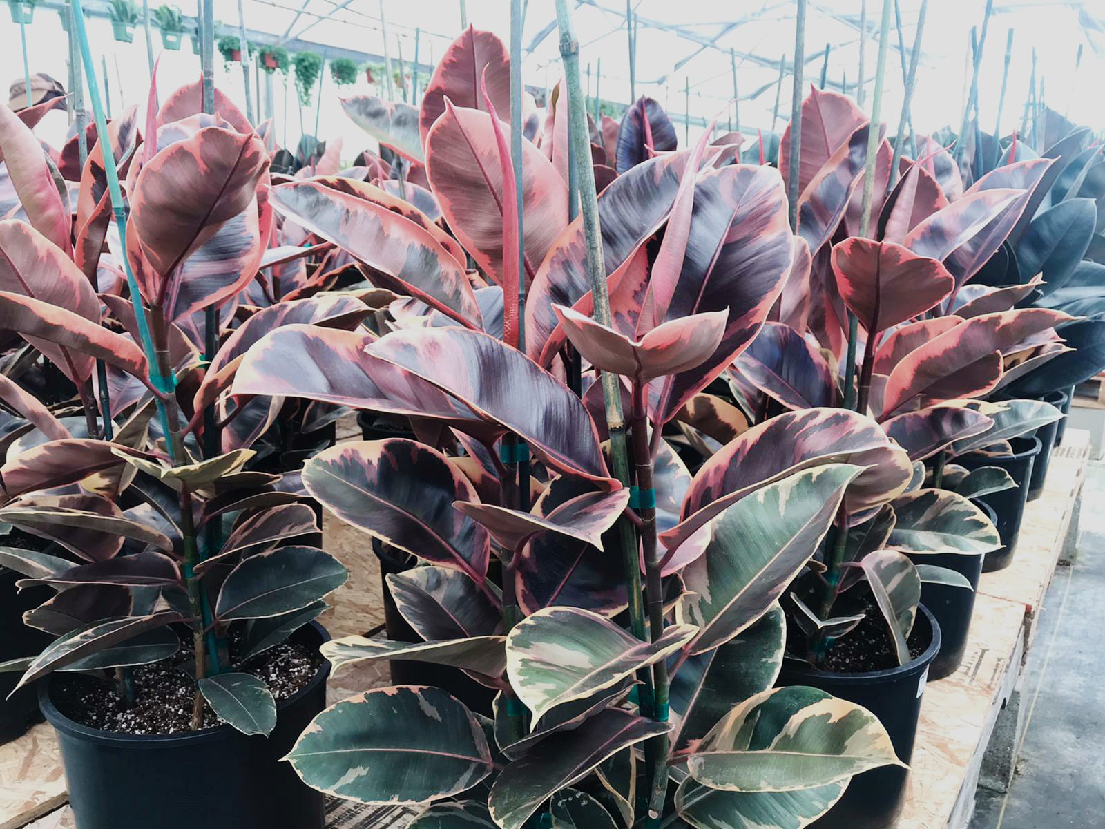 Ficus 'Ruby'