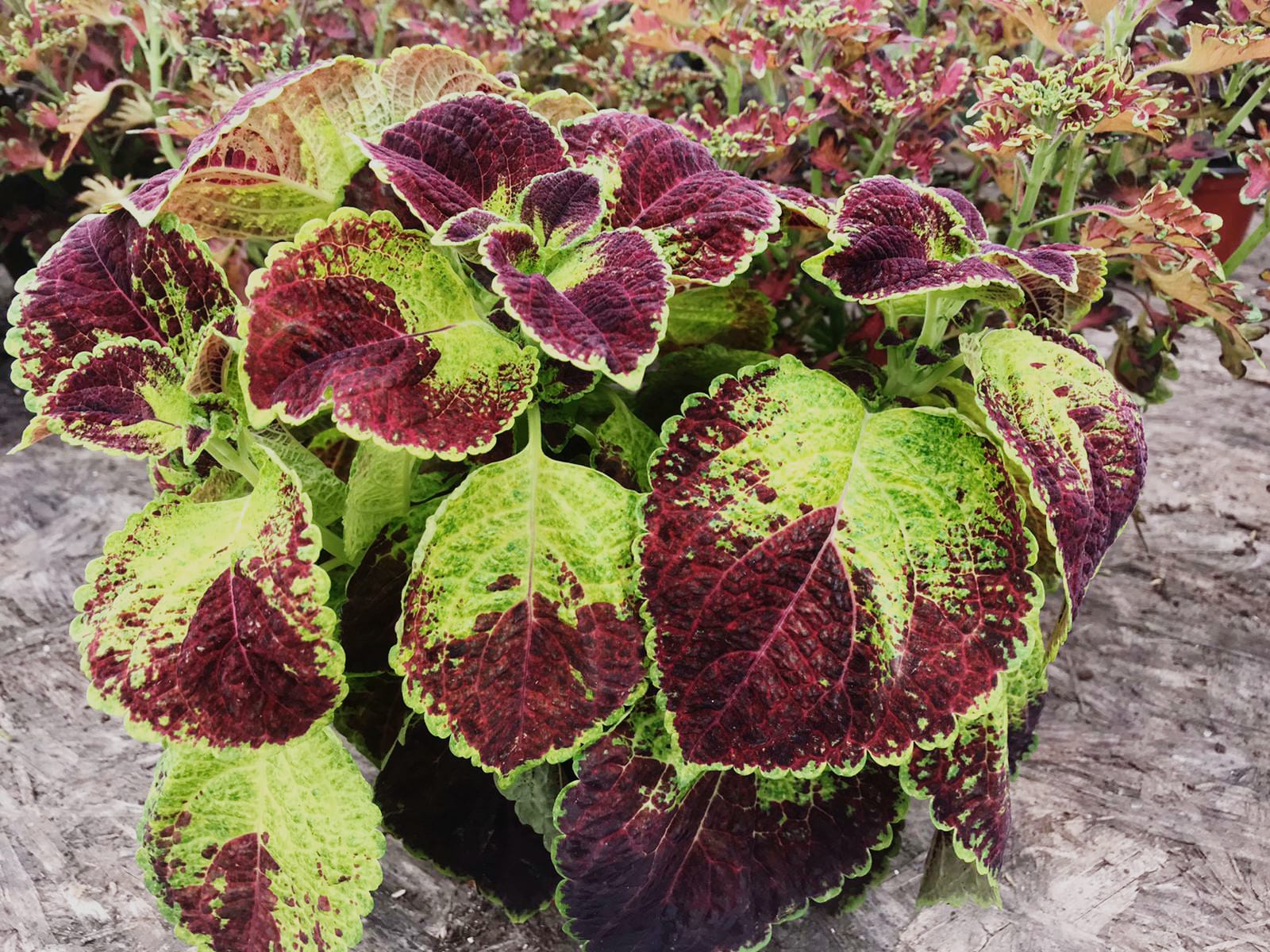 Coleus 'Dipt in Wine'