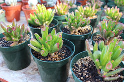 Crassula Ovata 'Hobbit'