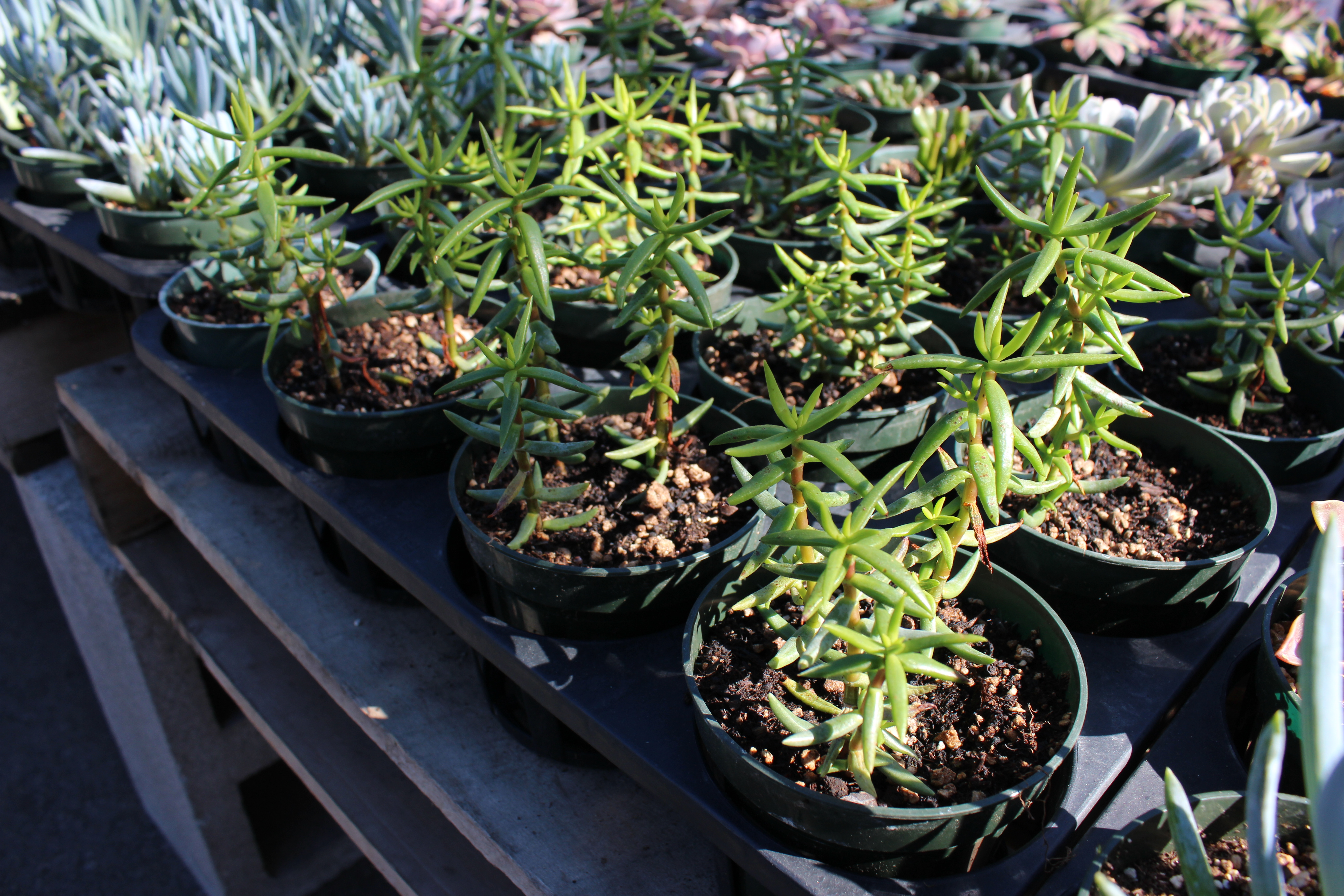 Crassula tetragona