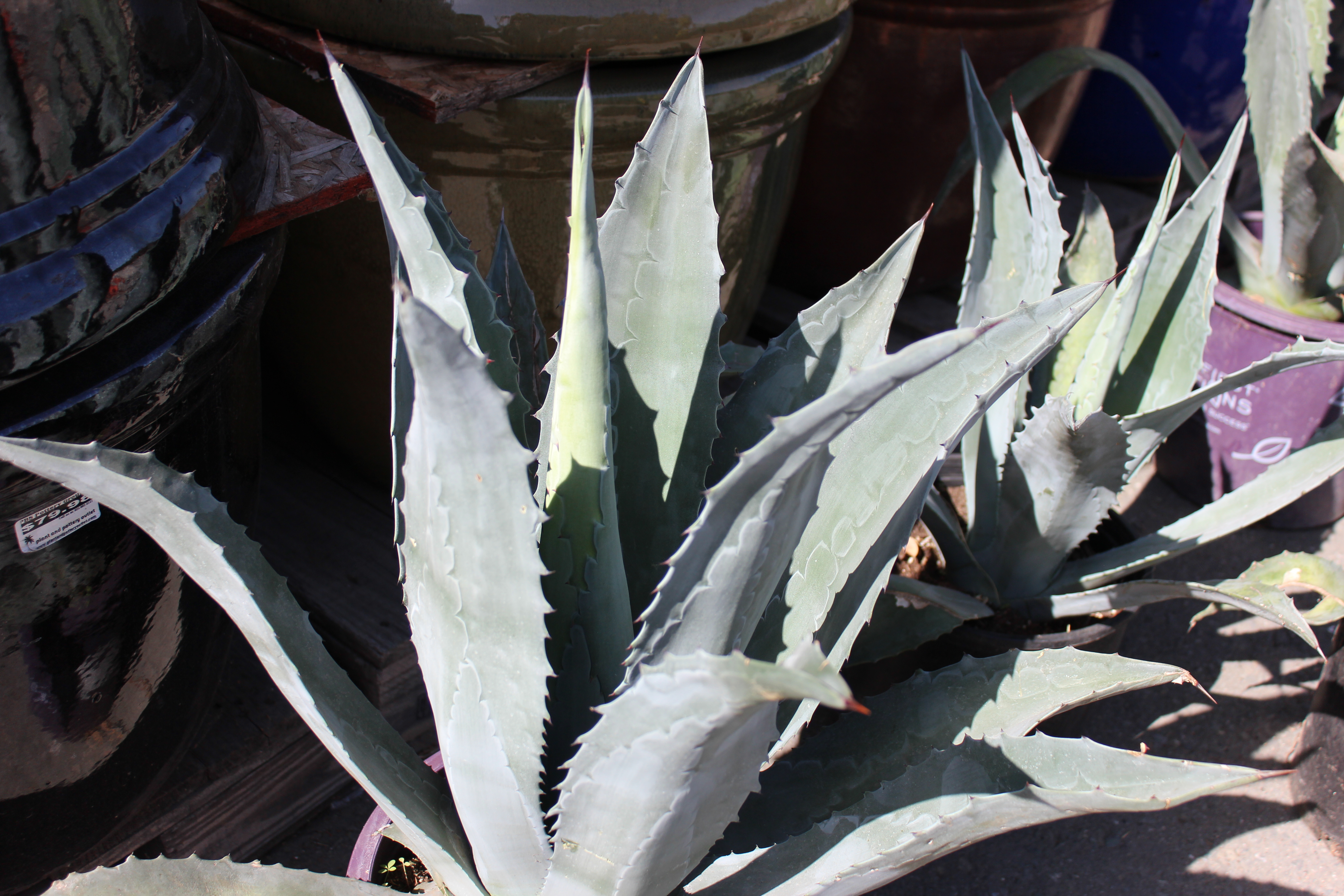 Plant And Pottery Outlet Sunol California Usa Plant And Pottery Outlet Sunol