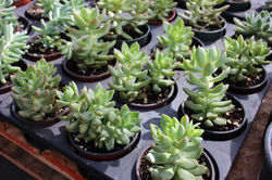 Graptosedum 'Golden Glow'