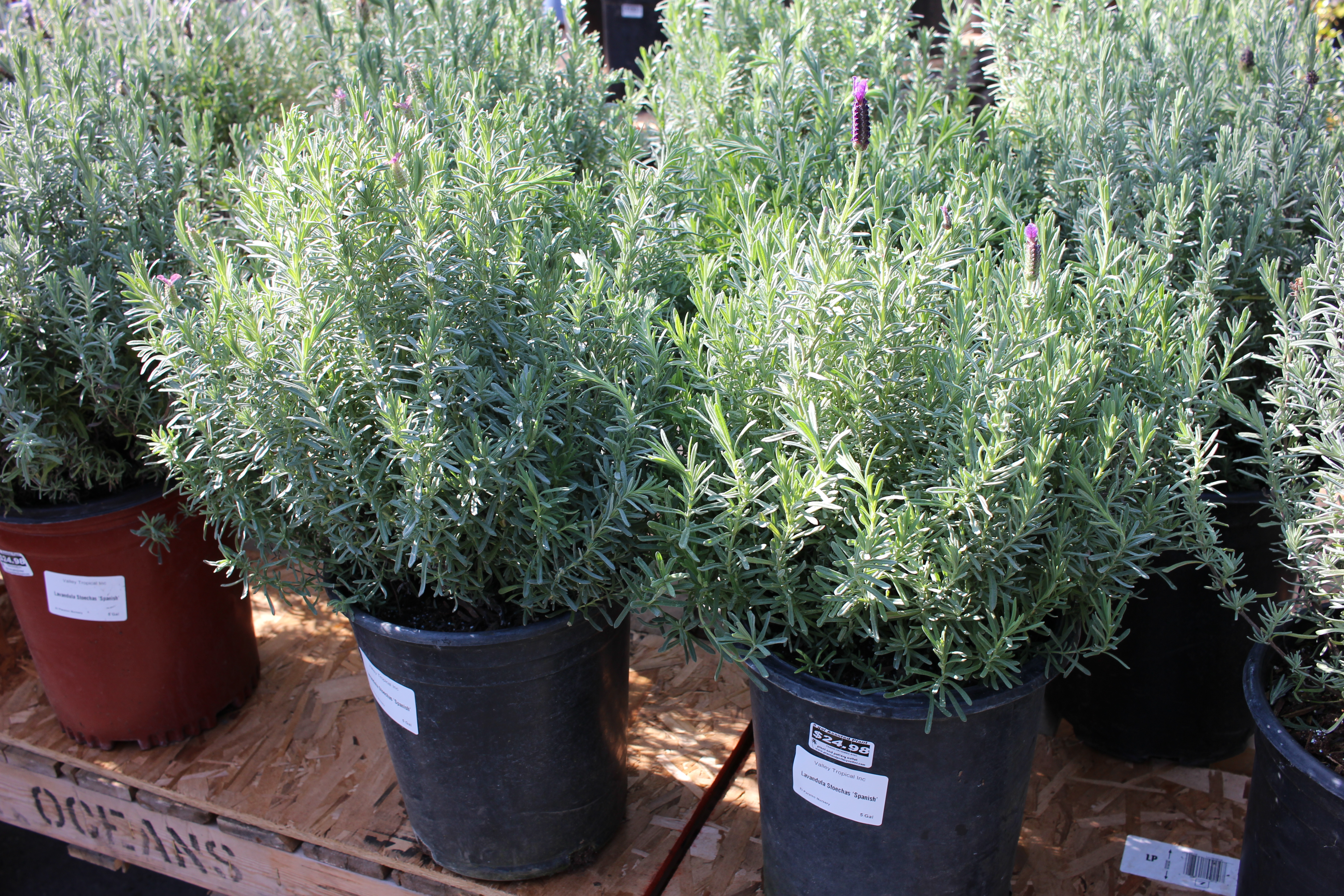 Outdoor Plants Plant and Pottery Outlet Sunol CA