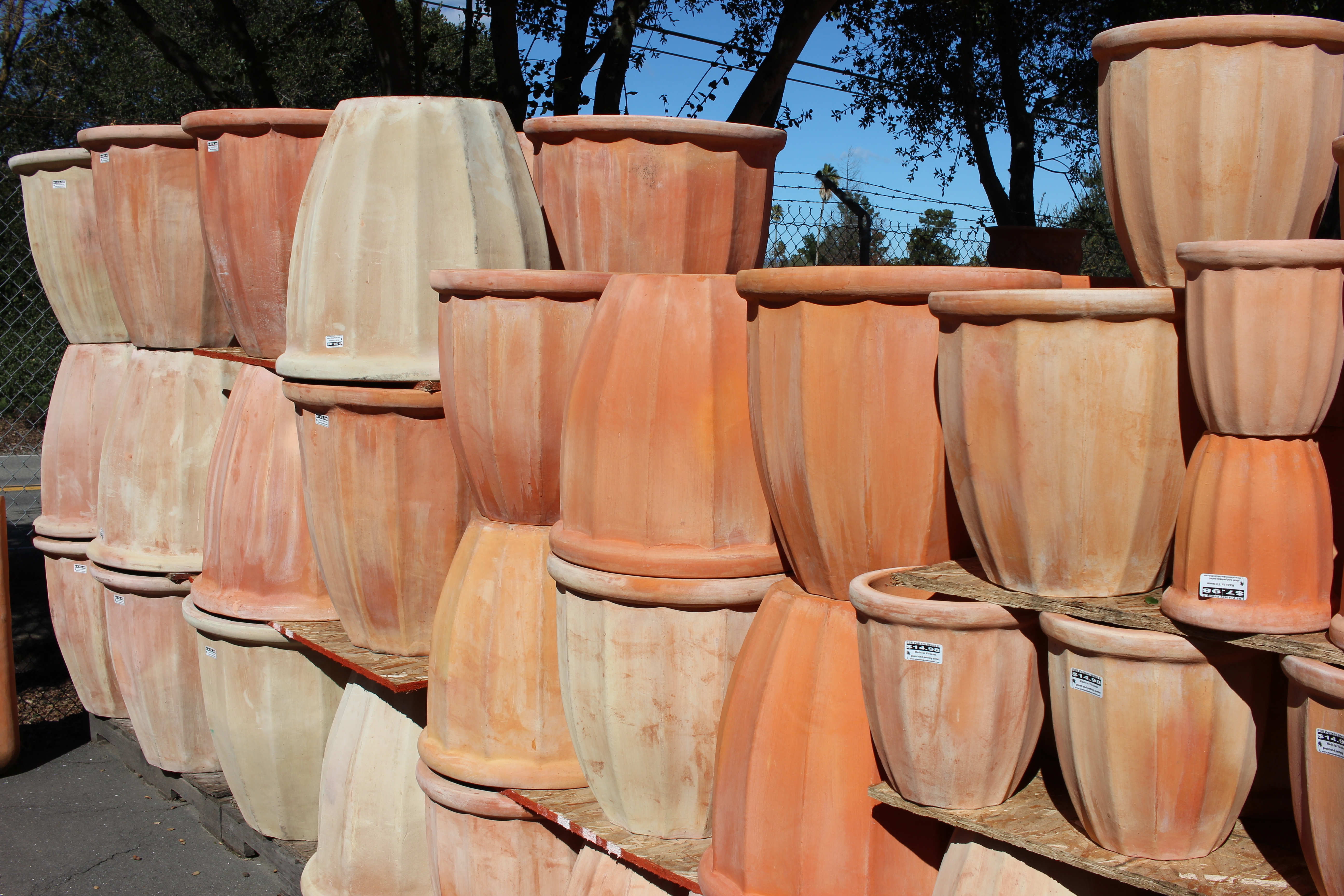 Scallop Pot