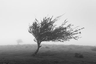 Lonely Tree_edited_edited.jpg