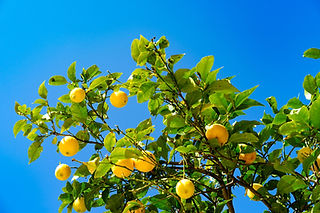 Lemon tree Mallorca