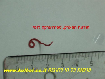 תולעת הפארק בכלבים