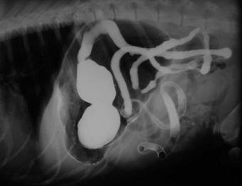 צילום ניגודי של מערכת העיכול של כלב