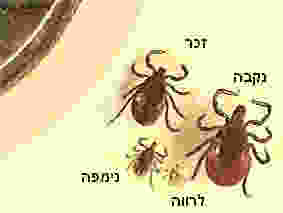 שלבי מחזור החיים של הקרציה