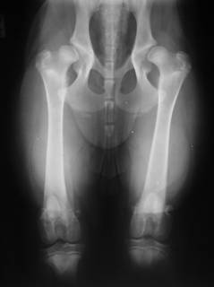 צילום אגן של כלב לצורך הרבעה