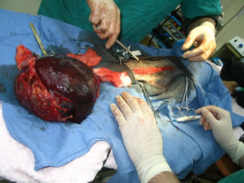 גידול ענק של הטחול בכלבה