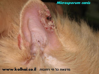 פטרת בעור אפרכסת של חתול