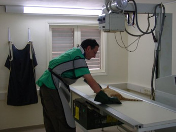 צילום רנטגן של חתול