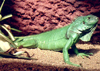 האיגואנה