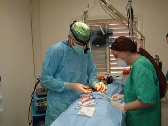 ניתוח צוארי בכלב