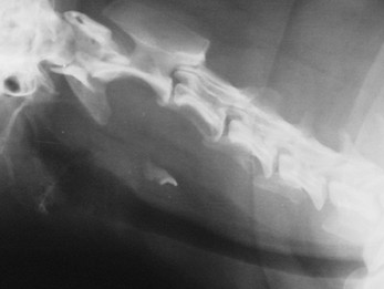 כלב עם חתיכת עצם תקועה בושט