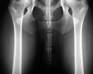 צילום אגן של כלב לצורך אישור הרבעה