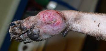 חתולה עם גידול ברגל