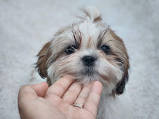 שיצו היפואלרגני — למה זה הגזע המושלם לאלרגיים