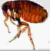 הפרעוש הבוגר