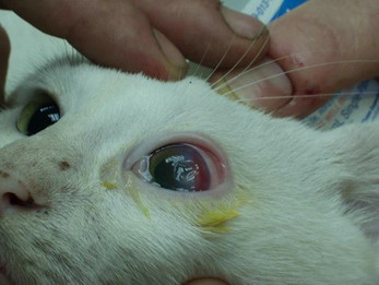 פציעה בעין של חתולה