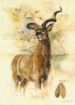 Kudu1
