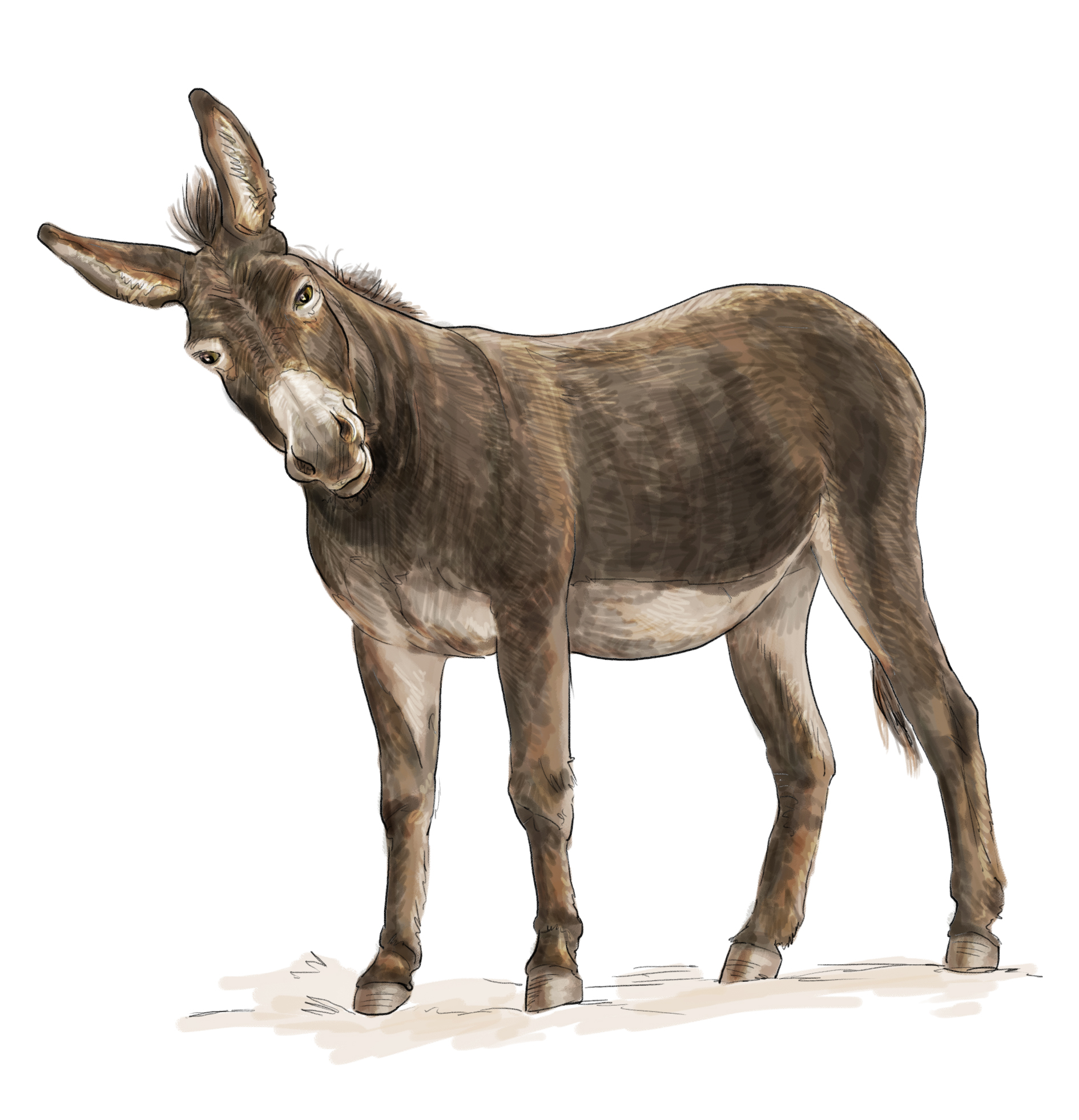 Donkey