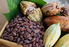 dee cocoa.jpg