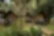 iRETREAT Jungle Bliss, Pa Pae.webp