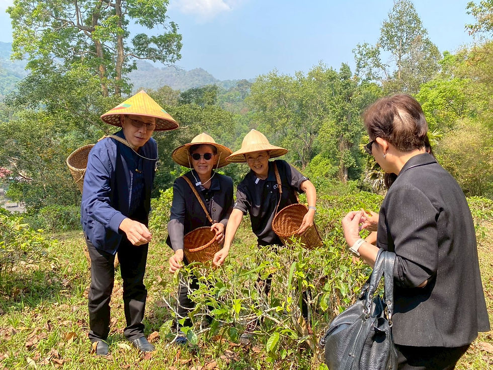 คณะสวก. เข้าเยี่ยมชมแปลงเกษตรกรผู้ปลูกชาของกลุ่มสมาชิกวิสาหกิจชุมชนบ้านเหล่า