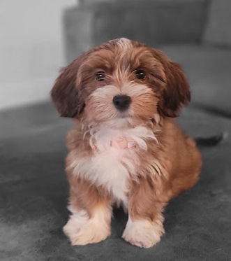 Top Tips for Socializing Havanese Puppies
