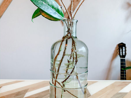 Water Propagation // Move your plants from water to soil after rooting