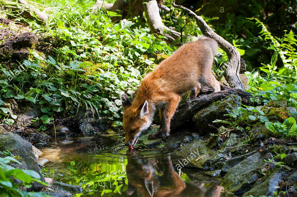 Fox Drinking