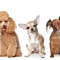 perros-pequeños.jpg