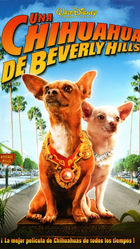 Una chihuahua de Beverly Hills