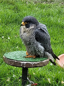 faucon pèlerin sur bloc 