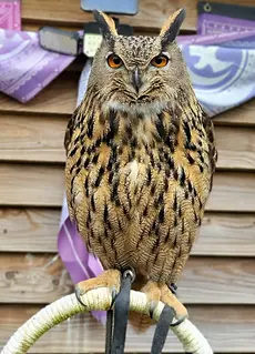 hiboux grand duc sur perchoir