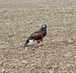 buse de harris au sol