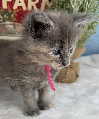 Angel | MaineCoonHill