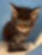IMG_2477.jpeg