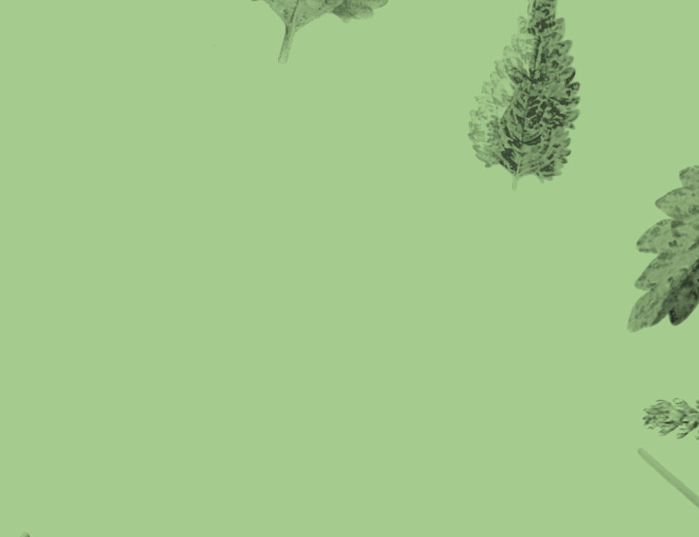 Plants and Leaves
