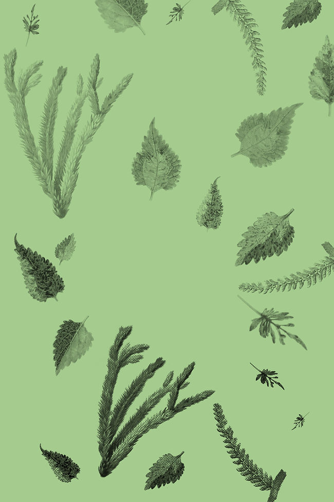 Plantes et feuilles