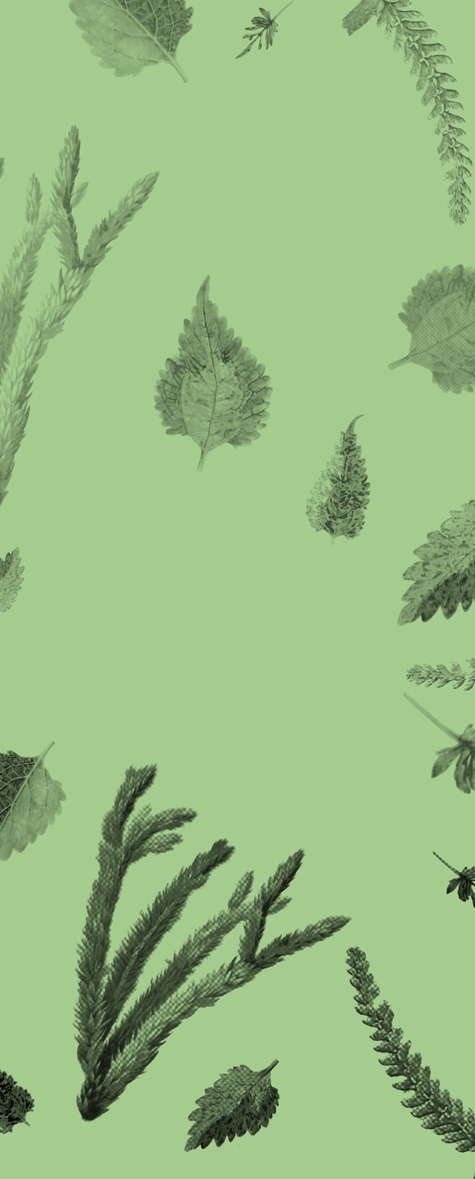 Plants and Leaves