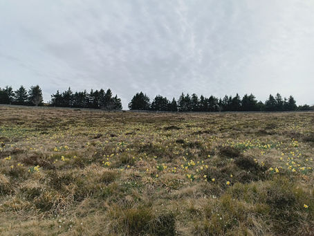 Des Vosges aux Pyrénées (17):