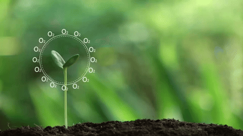photosynthesis1.gif
