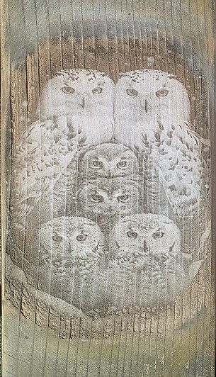 Owls.jpg